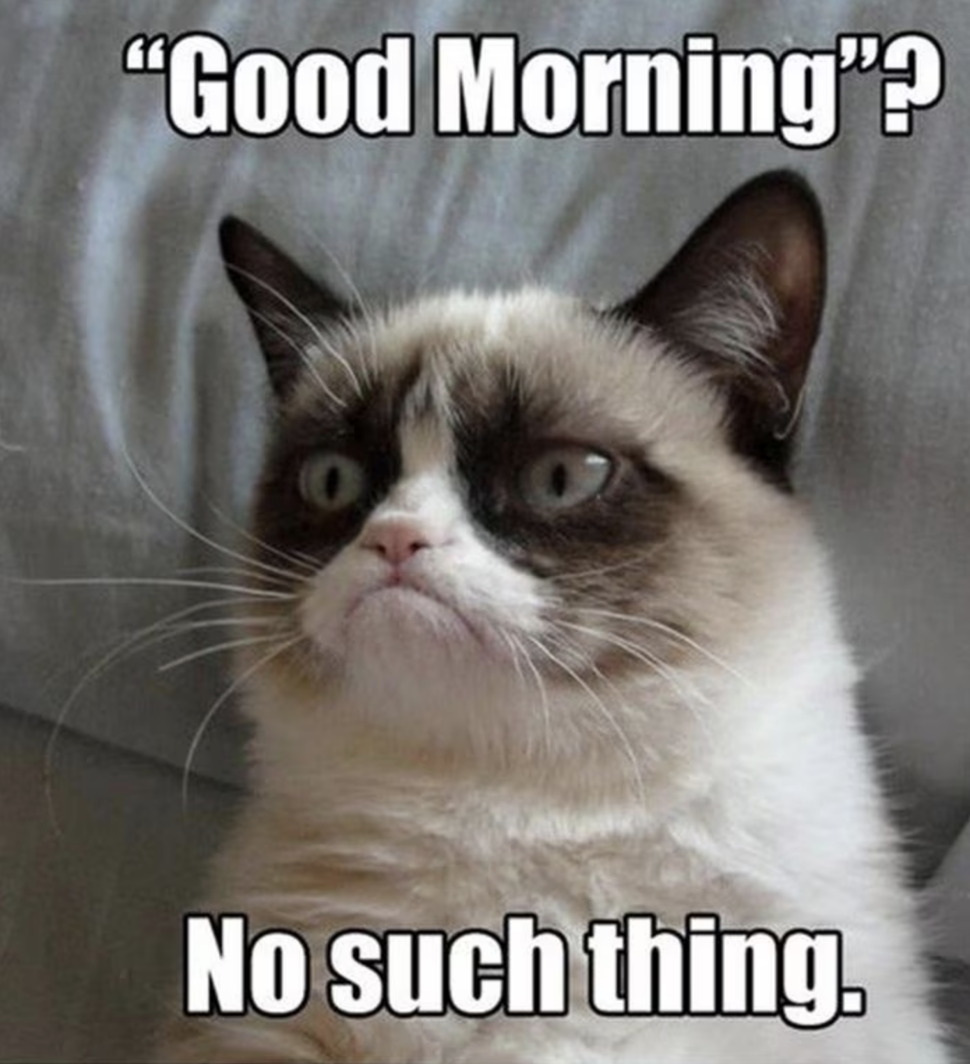 Grumpy Cat meme