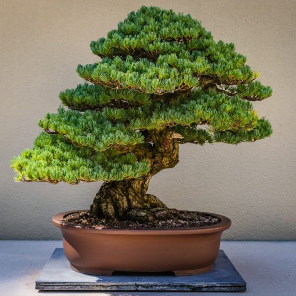 Bonsai art - tree and landscape design