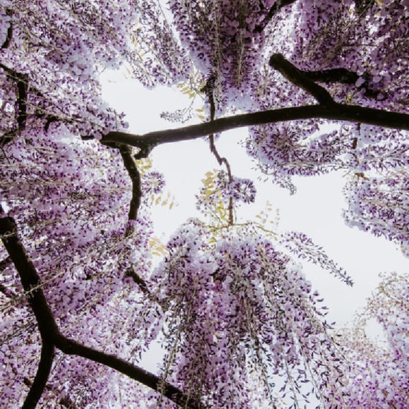 Purple tree blossoms