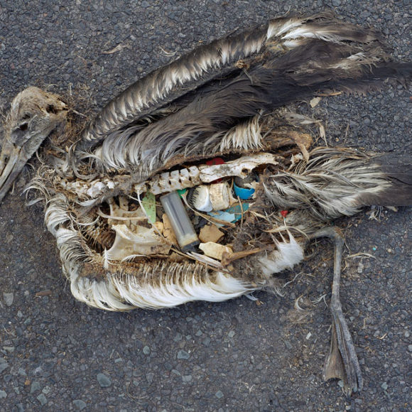 Dead bird and plastic art