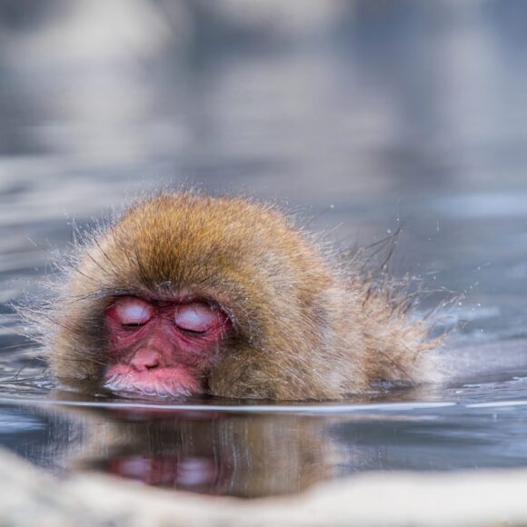 Japanese onsen