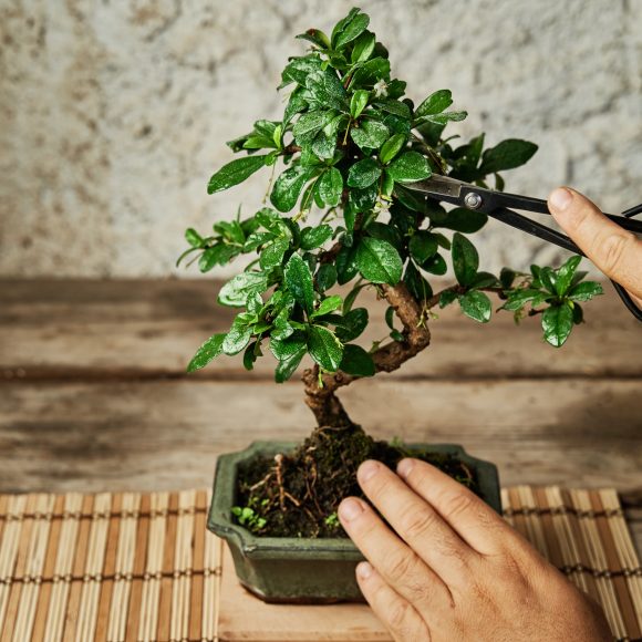 Bonsai in Japanese culture