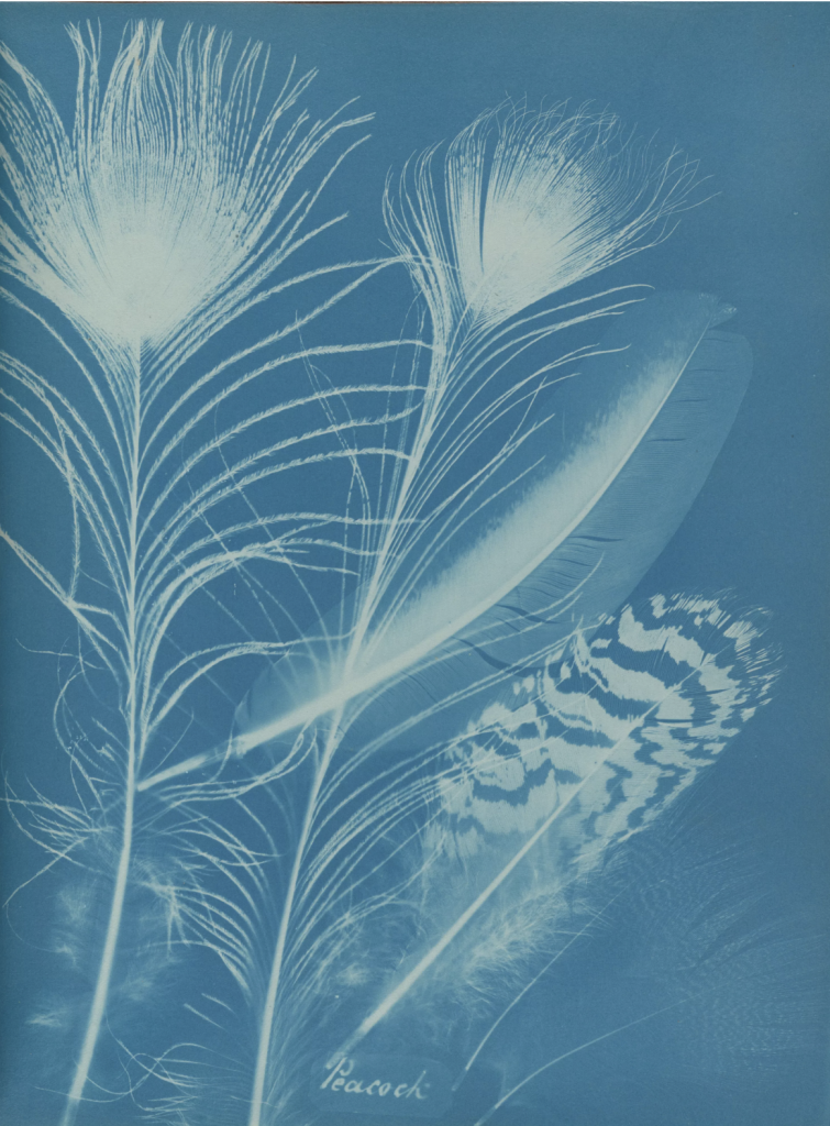 By Anna Atkins